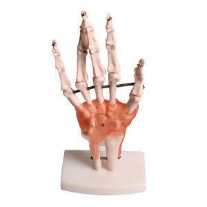 오픈메디칼JS 손가락 인대 관절모형 - 보건교육