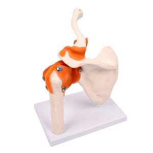 오픈메디칼JS 어깨 뼈 모형 (175mm x 115mm x 20mm) 보건교육