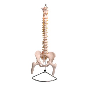 오픈메디칼JS 척추 뼈 모형