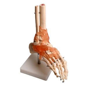 오픈메디칼JS 발 인대 관절 뼈 모형 - 보건교육