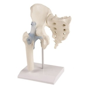 오픈메디칼ZIMMER 고관절 인대 골격 모형 (천골 및 스탠드포함) 4554 뼈모형 보건교육