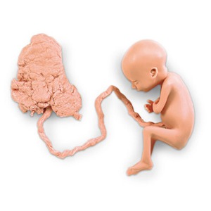 오픈메디칼NASCO 7개월 태아모형 LF00708 임신 보건교육