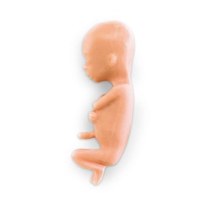 오픈메디칼NASCO 13주 태아모형 LF00828 임신 보건교육