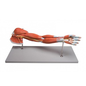 오픈메디칼ZIMMER 7분리 팔근육 모형 M211 보건교육
