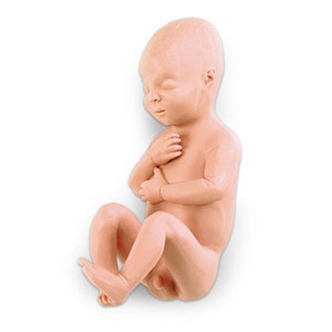 오픈메디칼NASCO 10개월 태아모형 LF00931 임신 보건교육