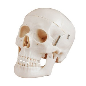 오픈메디칼두개골 머리뼈 모형 104D