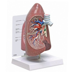 오픈메디칼GPI 폐모형 G310 호흡기관 보건교육모형