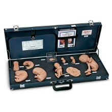 오픈메디칼NASCO 탄생의 신비모형 WA25812 태아 임신 보건교육