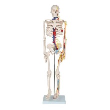 오픈메디칼인체 미니 전신골격모형 102B (혈관 및 신경표시) 85cm