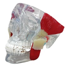 오픈메디칼GPI 턱관절 두개골 모형 G288