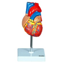 오픈메디칼(특가) 2분리 인체 심장모형 16007 보건교육